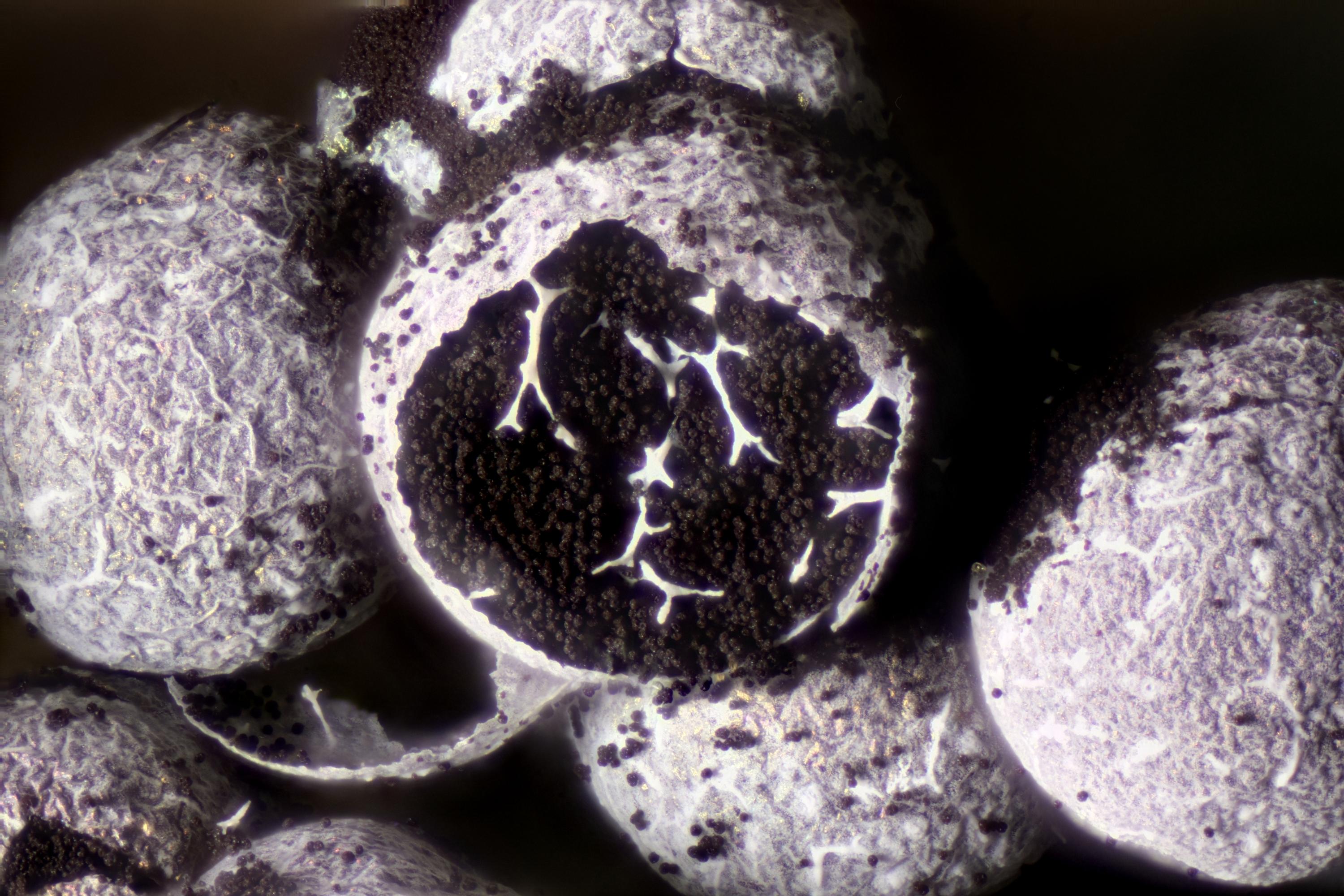 Sorry, no caption provided by author