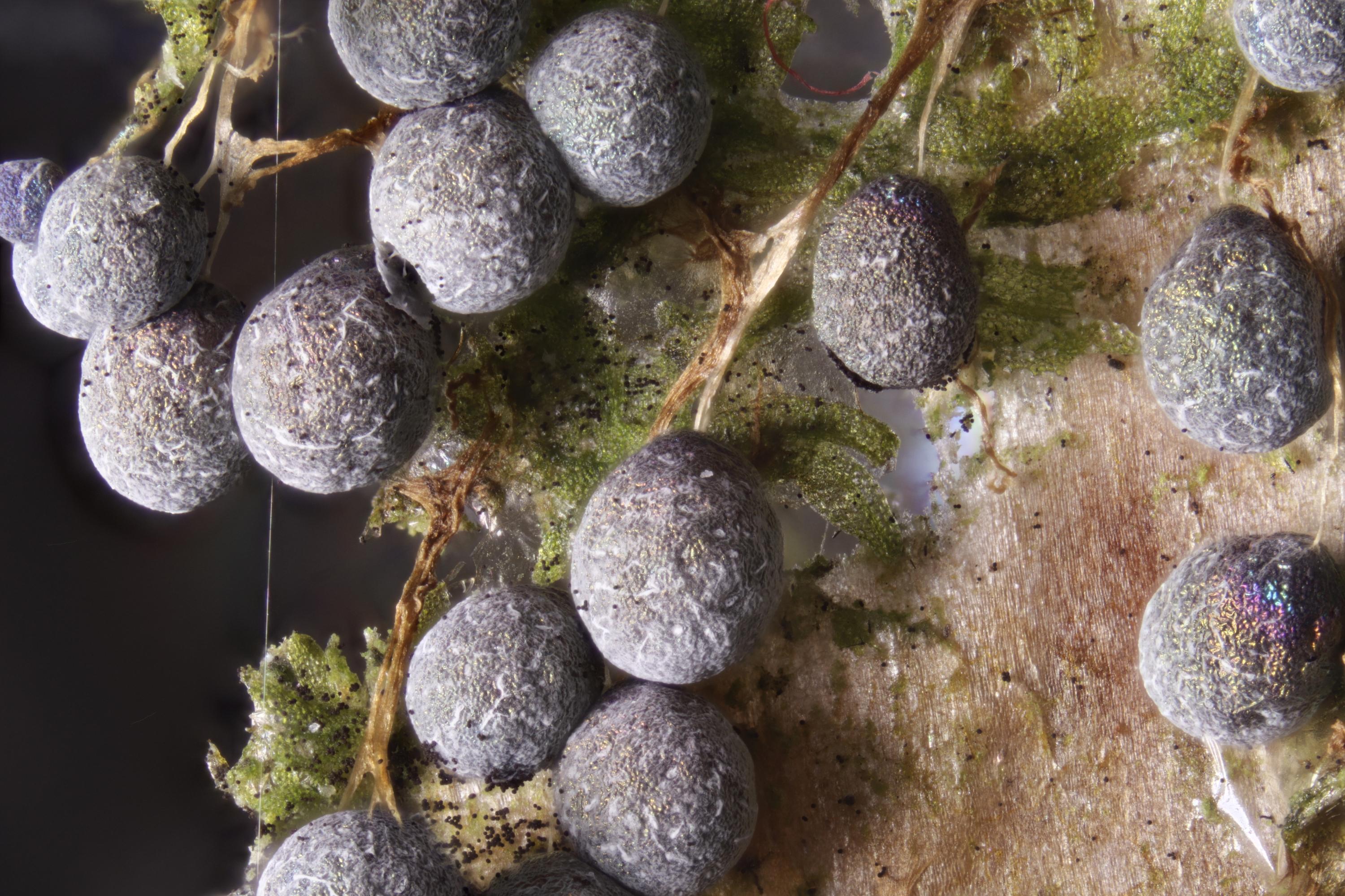 Sorry, no caption provided by author