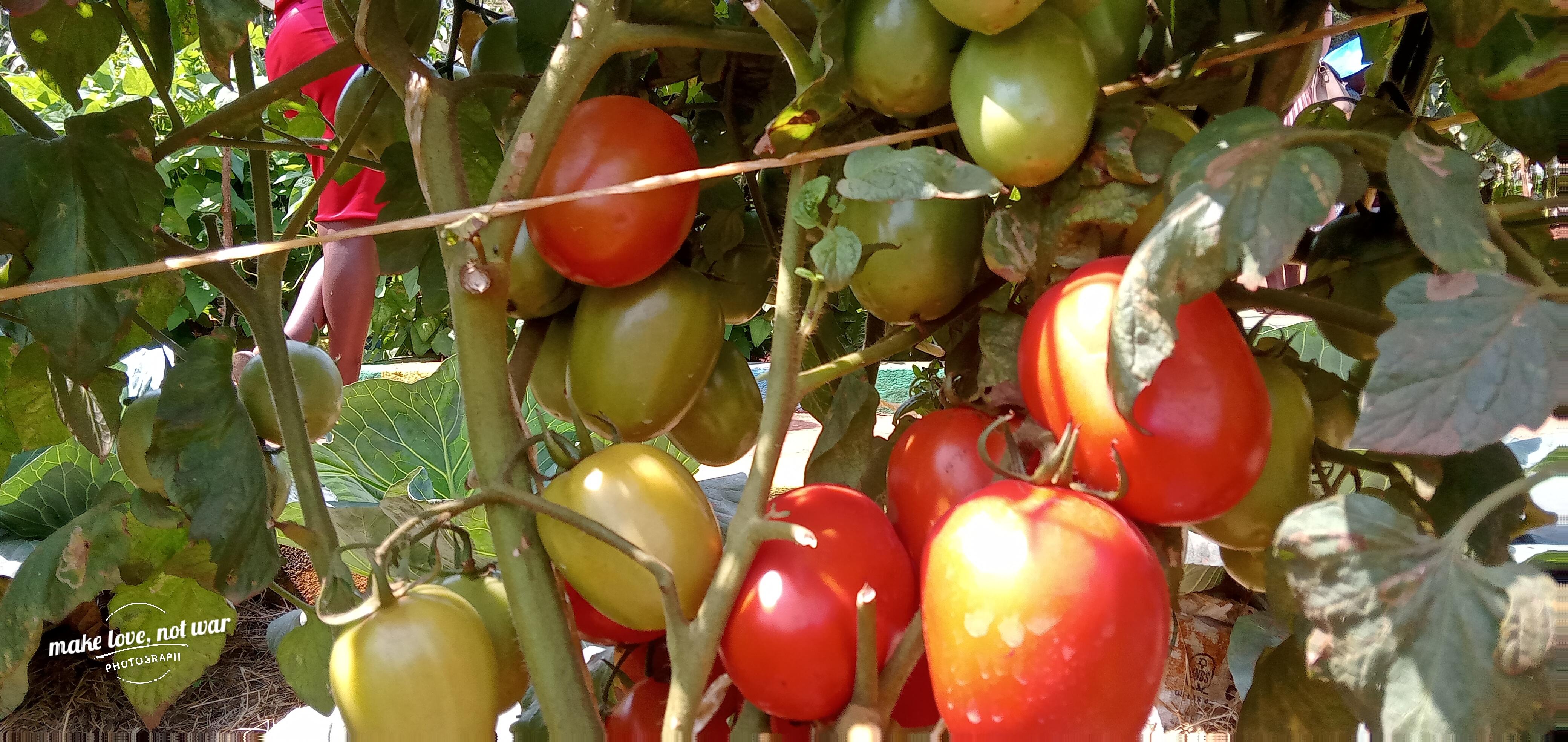 🍅 What if these tomatoes represented the first step toward a future free from hunger?

We believe that empowering young people and communities with the knowledge and skills of sustainable food production can create meaningful, long-term change that extends far beyond a single harvest. By investing in training, land, and shared agricultural practices, we can build resilient communities capable of feeding themselves and supporting others in need. 🌱

Do you believe in this vision? ❤️ Comment “YES” or like this post if you stand with us. 🙌 Join us in supporting our fundraiser to purchase land where we can train, grow, and share nutritious food with communities who need it most.
https://www.gofundme.com/f/empower-ugandan-families-with-green-youth-movement/cl/s?utm_campaign=fp_sharesheet&utm_content=amp30-treatment-7&utm_medium=customer&utm_source=copy_link&lang=en_US