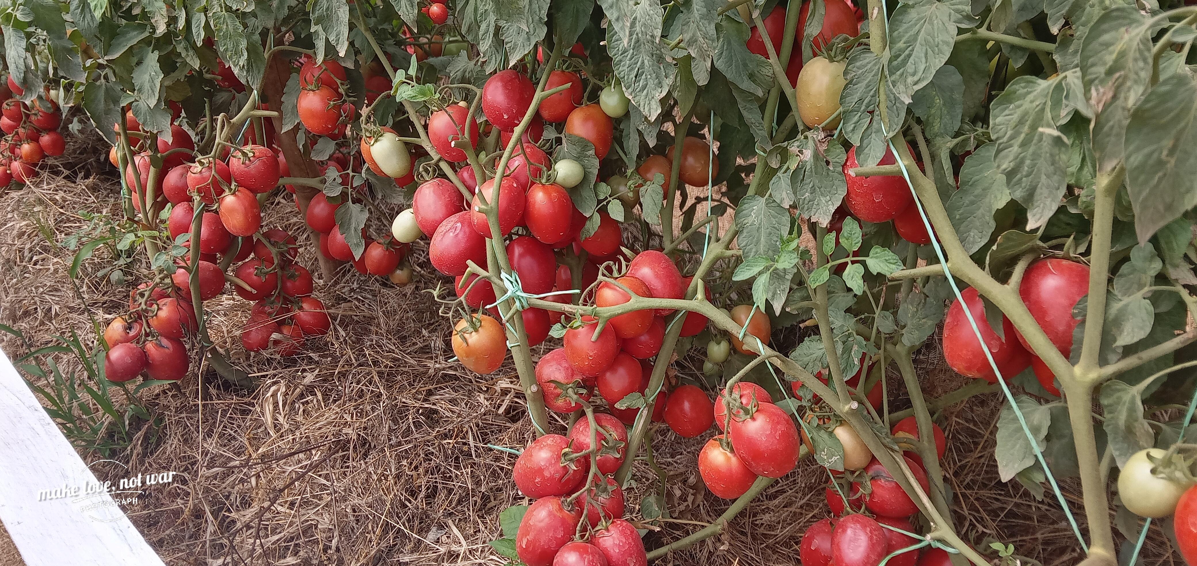 Food production and environmental conservation Programmes of GYM need your support for a permanent land